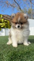 Perro de PomeraniaLos cachorrosen venta en Sevilla, España. Precio: NA