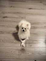 SpitzWelpenzu verkaufen in Amstetten, Österreich. Preis: 650 EUR