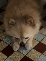 Nous recherchons un chiot garçon pour un paquet en échange d'un chiot