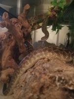 Spotted python Reptiles for sale in Englewood, FL, USA. price: $100