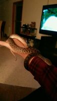 Spotted python Reptiles Photos