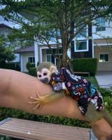 Squirrel Monkey Animals for sale in Toronto, ON, Canada. price: $650