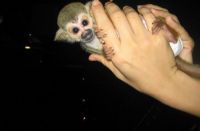 Squirrel Monkey Animals for sale in Alexandria, KY 41001, USA. price: $350