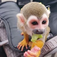 Squirrel Monkey Animals for sale in Miami, FL, USA. price: $2,000