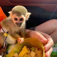 Squirrel Monkey Animals for sale in Dallas, TX, USA. price: $650
