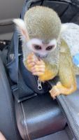 Squirrel Monkey 