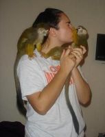 Squirrel Monkey Animals for sale in New York, NY, USA. price: $700
