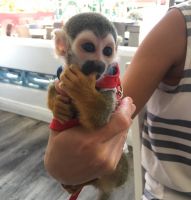 Squirrel Monkey Animals for sale in Iron Station Rd, Dallas, NC 28034, USA. price: $700