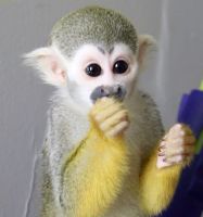 Squirrel Monkey Animals for sale in Metairie-Hammond Hwy, Metairie, LA, USA. price: $1,000