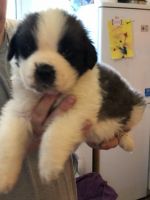 St. Bernard Puppies for sale in Atlanta, GA, USA. price: NA