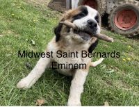 St. Bernard Puppies Photos