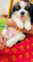 St. Bernard Puppies for sale in Sukhdeopura at Nataniwala, Rajasthan 302029, India. price: 18000 INR