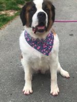 St. Bernard Puppies for sale in Madison Heights, VA 24572, USA. price: $1,500