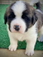 St. Bernard Puppies for sale in Tehachapi, CA 93561, USA. price: $1,500