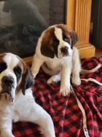 St. Bernard Puppies for sale in Evansville, Indiana. price: $700