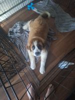 St. Bernard Puppies for sale in Fountain, Colorado. price: $1,700
