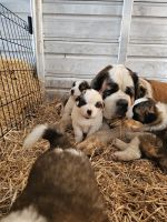 St. Bernard Puppies for sale in Ridgefield, Washington. price: $1,500