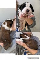 St. Bernard Puppies for sale in Atkinson, Nebraska. price: $800