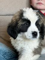 St. Bernard Puppies for sale in Osceola, WI 54020, USA. price: $700
