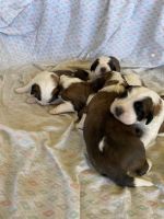 St. Bernard Puppies for sale in Hazel Green, Alabama. price: $1,500