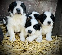 St. Bernard Puppies Photos