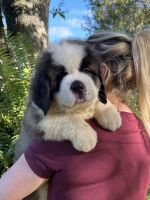 St. Bernard Puppies for sale in Orlando, Florida. price: $1,900
