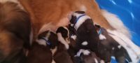 St. Bernard Puppies for sale in Fairmont, West Virginia. price: $1,000