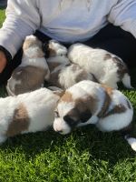 St. Bernard Puppies for sale in Butler, Wisconsin. price: $700