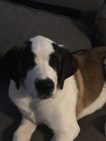 St. Bernard Puppies for sale in Leslie, AR 72645, USA. price: $100