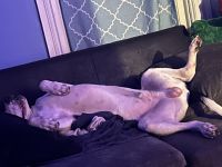 St. Bernard Puppies for sale in 22 Gardner St, Whitesboro, NY 13492, USA. price: NA