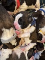 St. Bernard Puppies for sale in Grafton, WV 26354, USA. price: $1,000