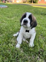St. Bernard Puppies for sale in Chesapeake, VA, USA. price: $800