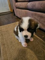 St.Bernard Puppies Registered