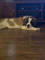 St. Bernard Puppies for sale in Jacksonville, FL, USA. price: $2,500