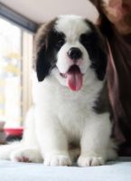 St. Bernard Puppies for sale in Virginia Ave, East York, ON M4C, Canada. price: $500