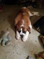 St. Bernard Puppies for sale in Strongsville, OH, USA. price: NA