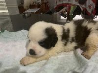 St. Bernard Puppies for sale in 17307 Jackson Pines Dr, Houston, TX 77090, USA. price: $200