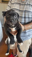 Staffordshire Bull Terrier Puppies for sale in Denver, CO, USA. price: $300