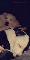 Staffordshire Bull Terrier Puppies for sale in Skiatook, OK, USA. price: $150