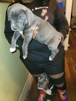 Staffordshire Bull Terrier Puppies for sale in Horsham, PA, USA. price: NA