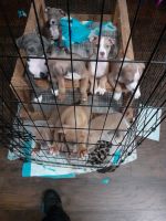 Staffordshire Bull Terrier Puppies for sale in Los Angeles, CA, USA. price: $300
