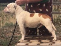 Staffordshire Bull Terrier Puppies for sale in Evans, CO 80634, USA. price: $2,500