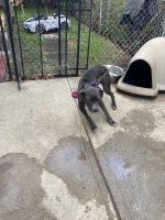 Staffordshire Bull Terrier Puppies for sale in 4415 Euclid Ave, Cleveland, OH 44103, USA. price: $60