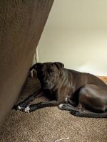 Staffordshire Bull Terrier Puppies for sale in St Cloud, MN, USA. price: $500