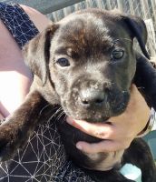 Staffordshire Bull Terrier Puppies for sale in Bacchus Marsh, Victoria. price: $2,000