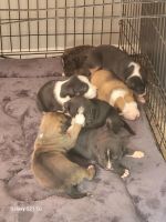 Staffordshire Bull Terrier Puppies for sale in Lanham, Maryland. price: $500