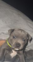 Staffordshire Bull Terrier Puppies for sale in Seven Hills, New South Wales. price: $2,999