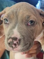 Staffordshire Bull Terrier Puppies for sale in Las Vegas, Nevada. price: $250