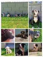 Staffordshire Bull Terrier Puppies for sale in Muswellbrook, New South Wales. price: $1,000