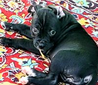 Staffordshire Bull Terrier Puppies for sale in Narre Warren, Victoria. price: $800